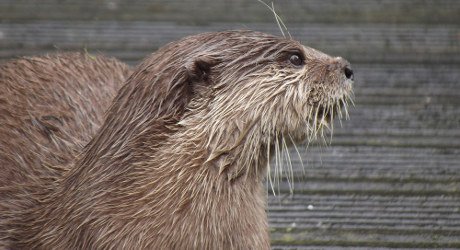 Otter at Blackpool Zoo