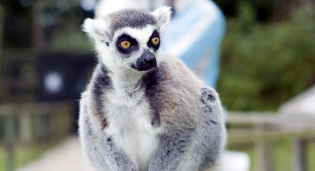 Lemur at Blackpool Zoo