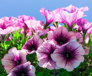 Southport Flower Show
