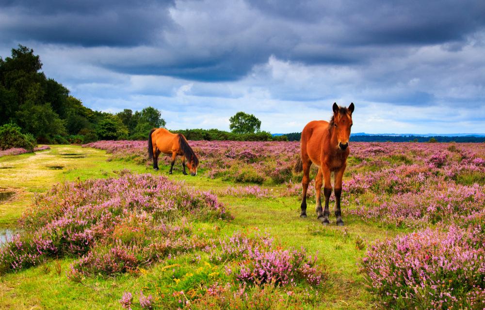 Hotels in the New Forest
