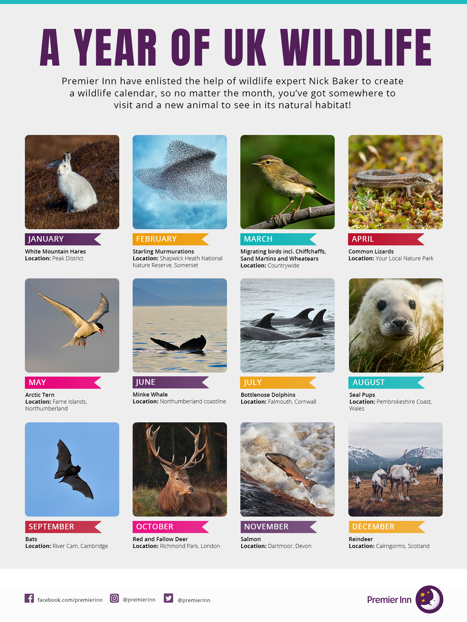 A year of UK wildlife