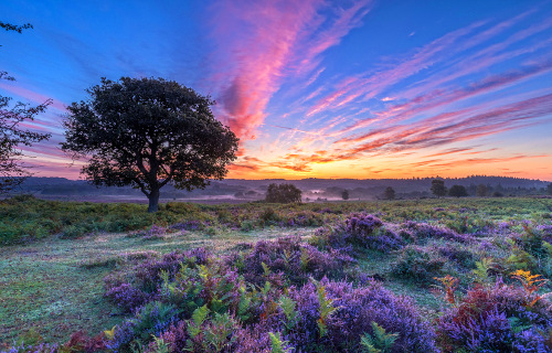 9. The New Forest, Hampshire