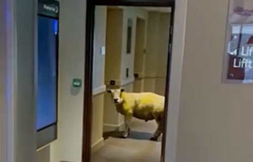 A big welcome to our woolliest guest yet
