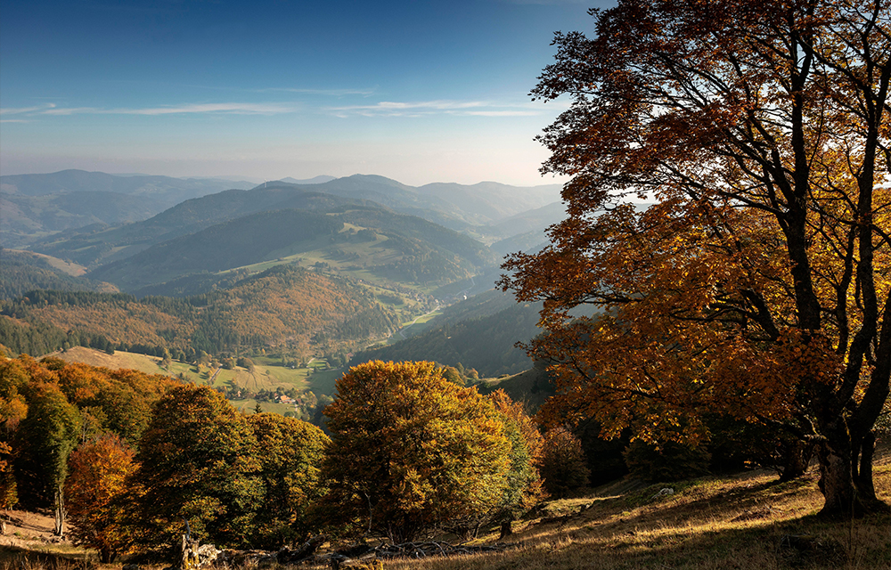 Schwarzwaldblick vom Belchen