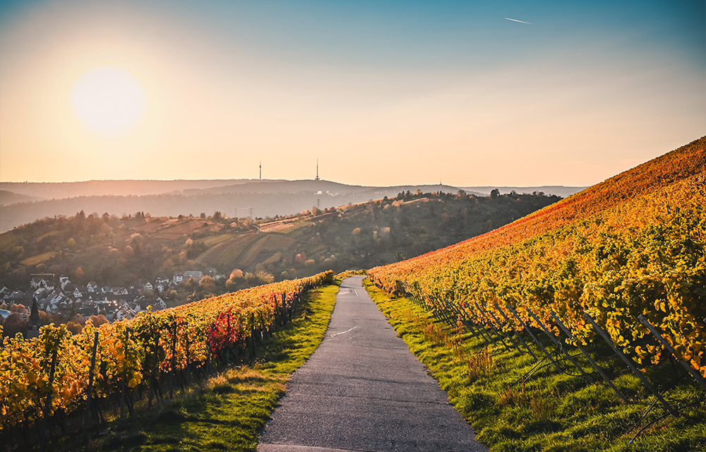 Weinberge um Stuttgart