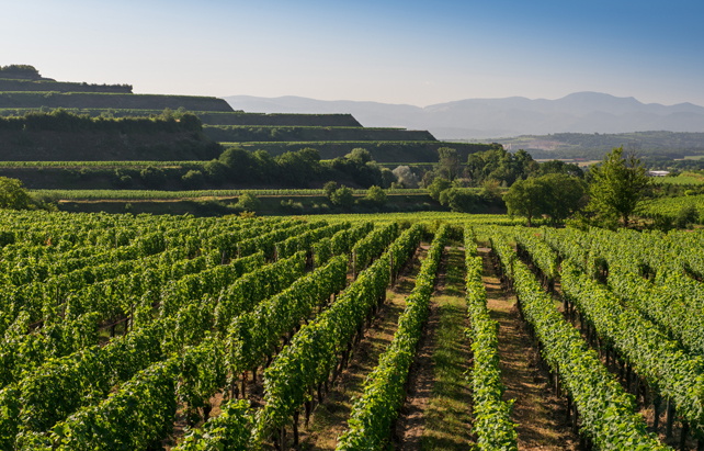 Weinreben