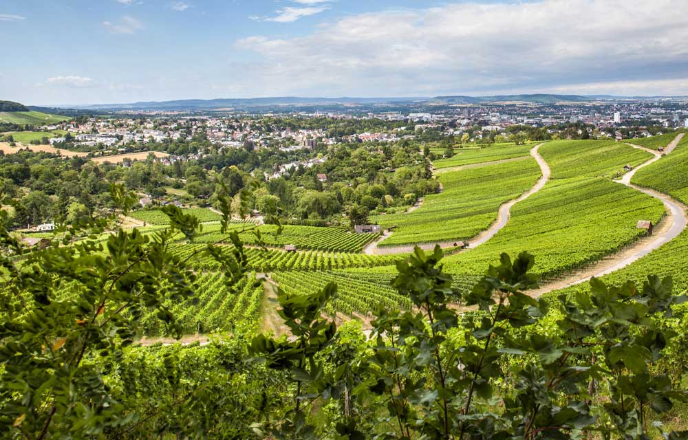 Heilbronn Weinberge