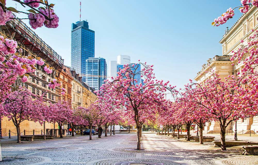 Frankfurt Kirschblüte