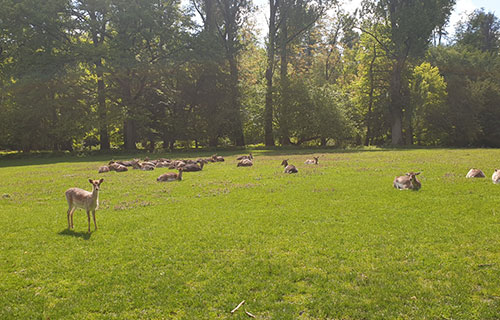 Wildpark Grafenberg