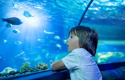 Aquazoo