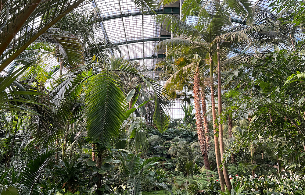 Palmenhaus
