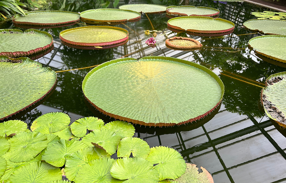 Schwimmende Exotik