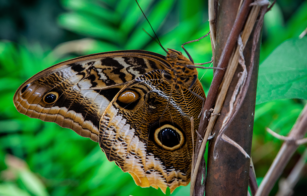 Schwebende Schönheit
