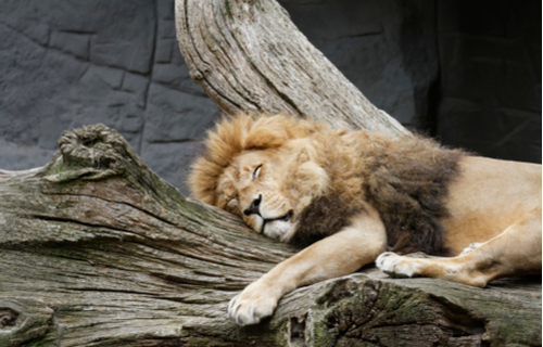 Tierpark Hagenbeck