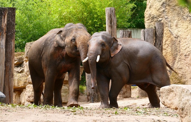 Elefanten im Zoo Heidelberg