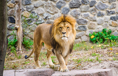 Zoo Heidelberg