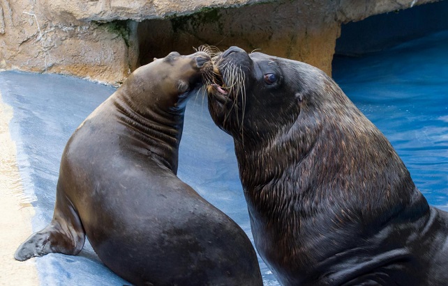 Tierische Wassersportler