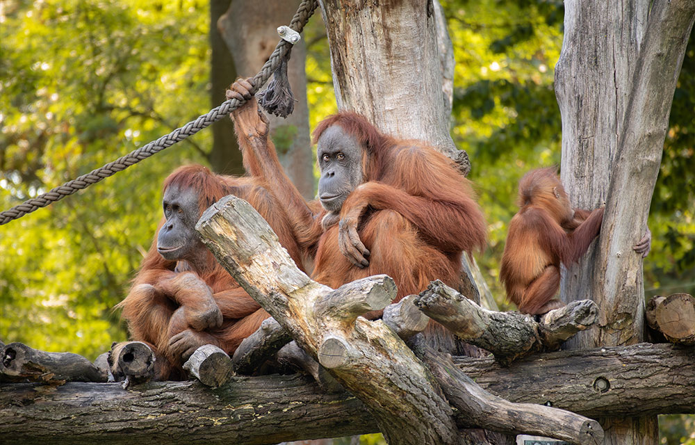 Erlebniswelt Pongoland entdecken