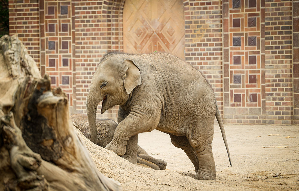 Elefantentempel Ganesha Mandir