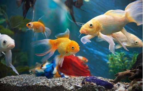 Sea Life