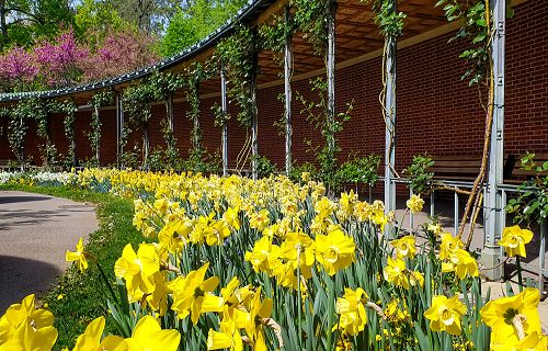 Blumenpracht