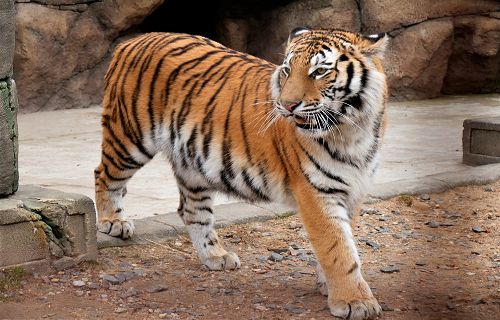 Zoo Wilhelma