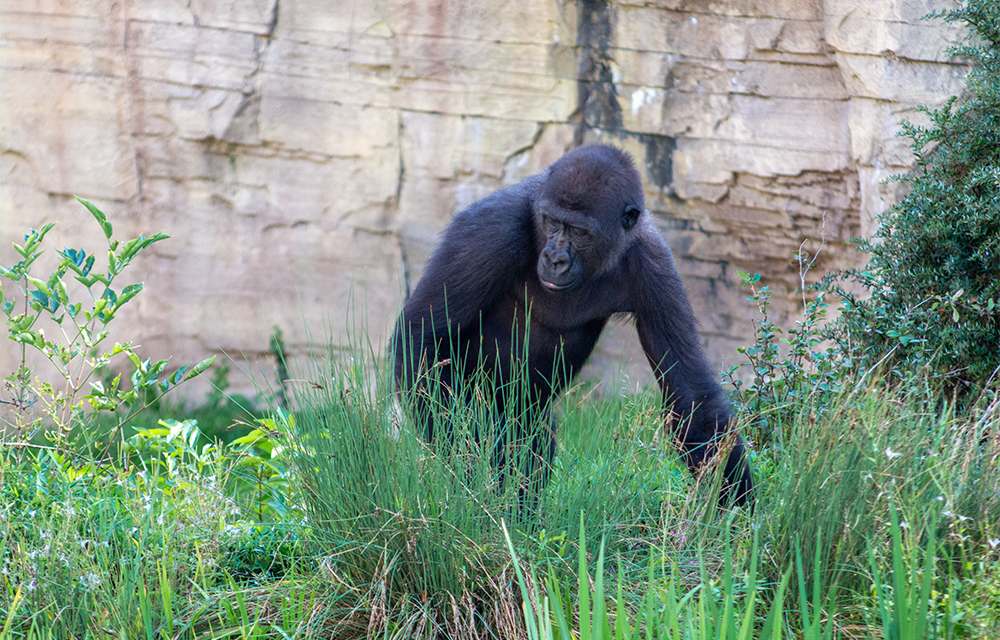 Bonobo im Freigehege