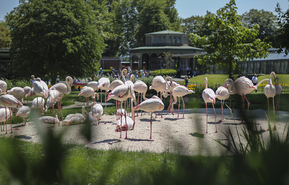 Flamingos beobachten