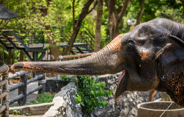 Elefant im Zoo