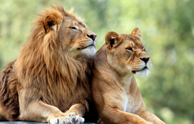 Löwen im Zoo