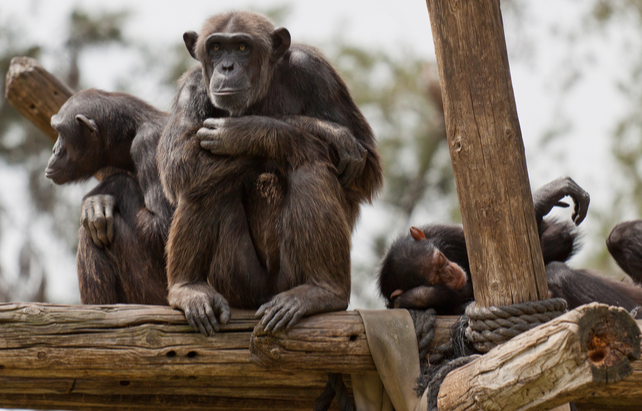 Schimpansen im Zoo