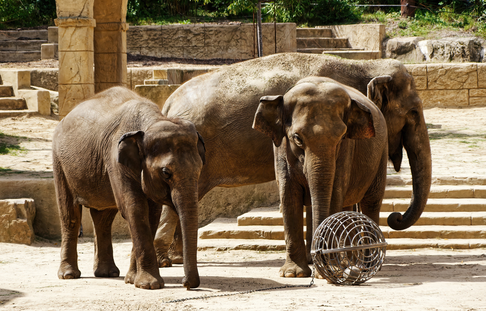 Elefanten im Zoo