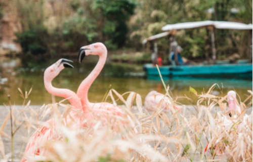 Flamingos