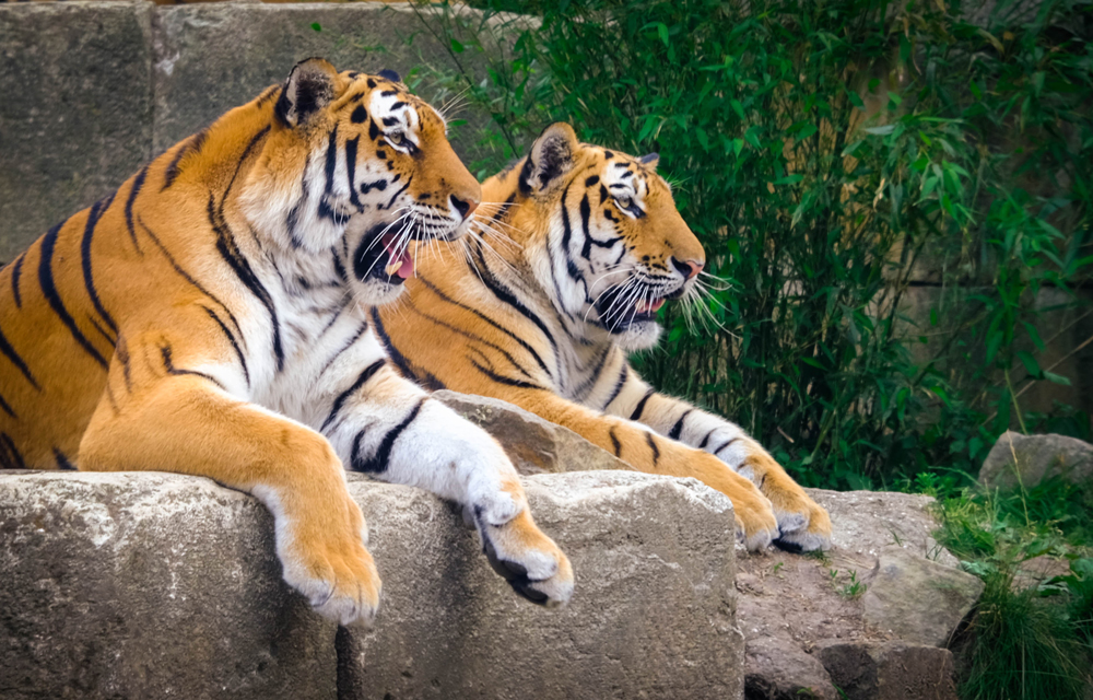 Tiger im Zoo