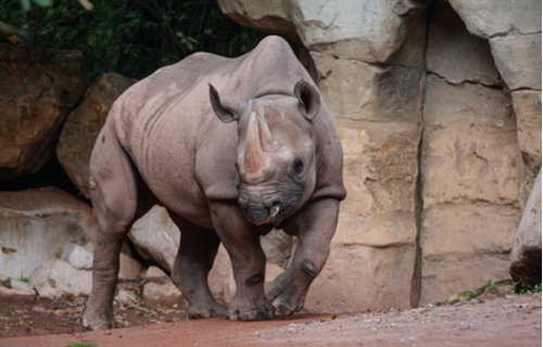 Nashorn im Zoo Hannover