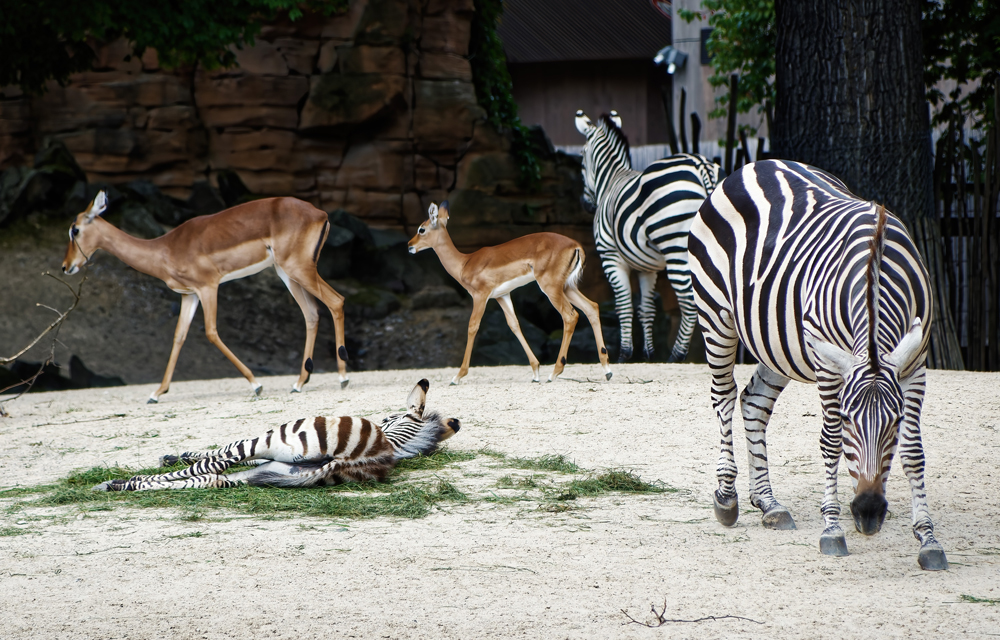 Zebras im Zoo