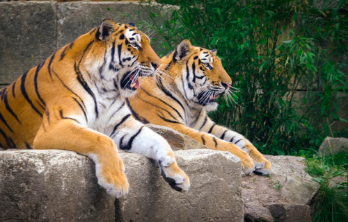 Tiger im Zoo Hannover