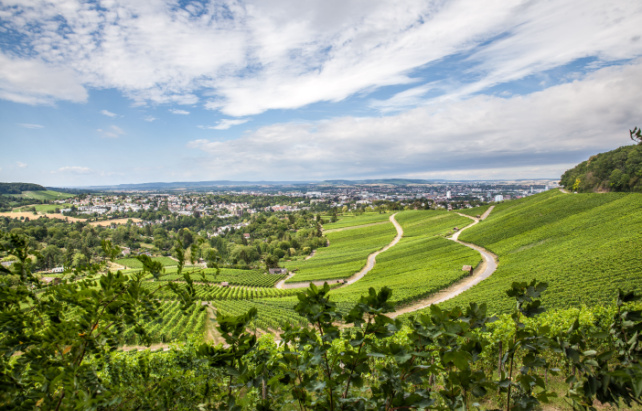 Weinberge Heilbronn