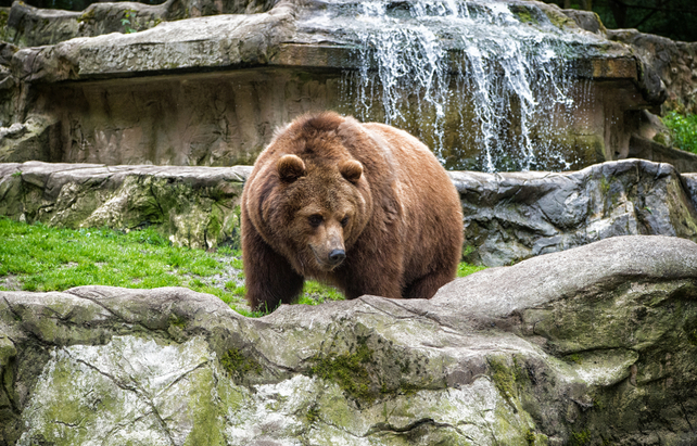 Brauner Bär im Zoo