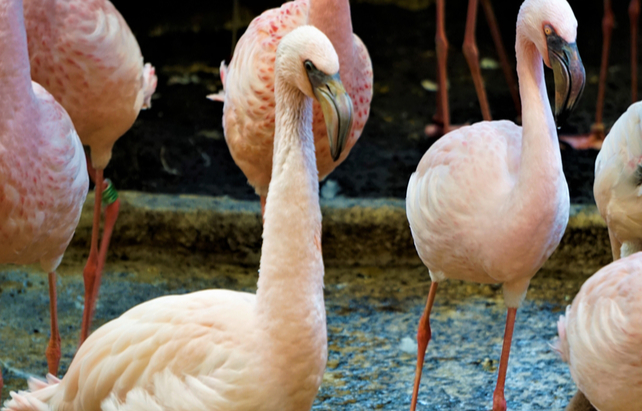 Flamingos im Zoo
