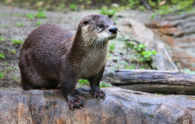 Otter im Zoo