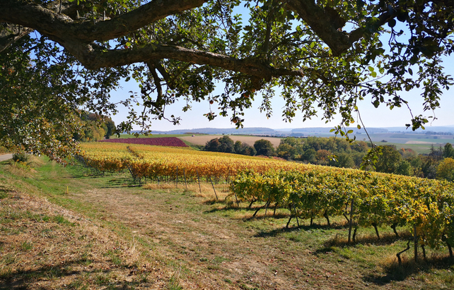 Wanderweg im Weinanbaugebiet