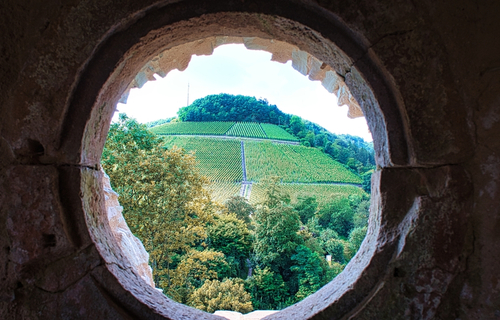 Aussicht auf Weinberge in Saarburg, Saarland