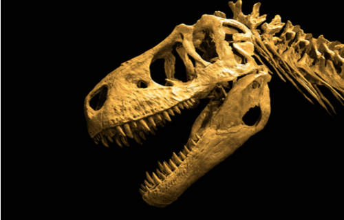 Dinosaurier-Skelett
