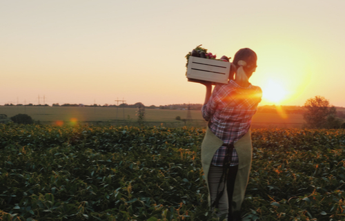 Farmerin im Feld mit frischem Gemüse
