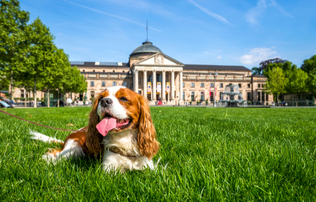 Hund vorm Kurhaus Wiesbaden