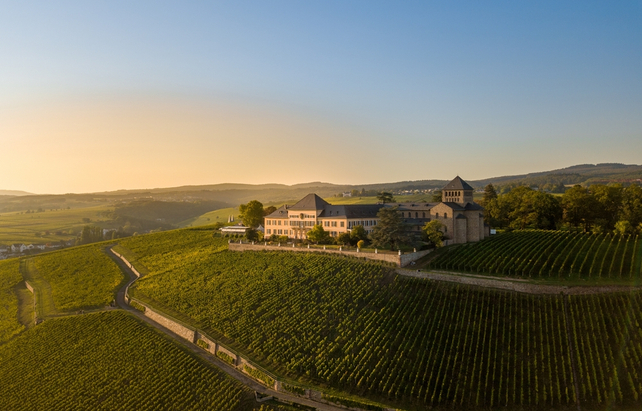Rheingau Weinberge - Luftaufnahme