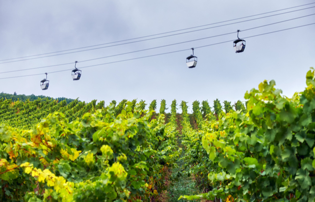 Seilbahn über einem Traubenfeld in Rüdesheim