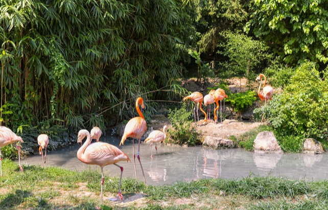 Flamingos im Zoo