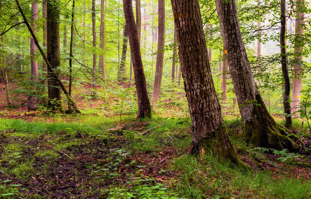 Naturpark Steigerwald